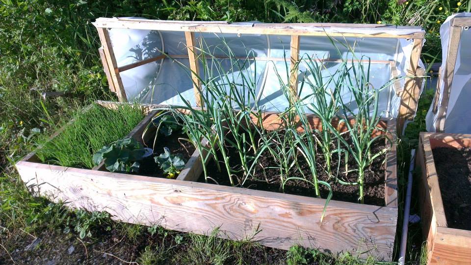 The larger cold frame grew green onions, cucumbers and garlic. July 2013