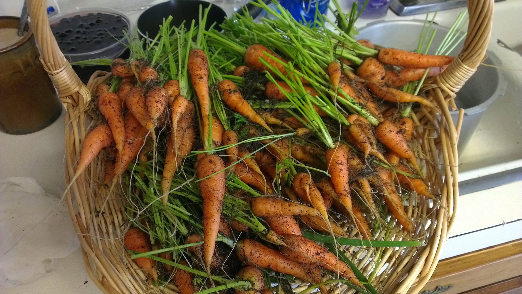 Main carrot harvest, 2013