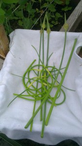 First Harvest of Garlic Scapes 2014