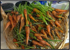 Carrots 2013