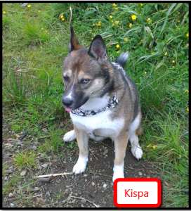 Kispa_001