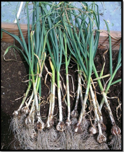 Harvested_Garlic_2013