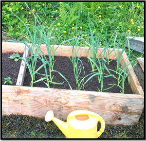 Spring_Planted_Garlic_2013