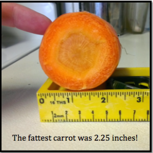 Fattest Carrot 2014