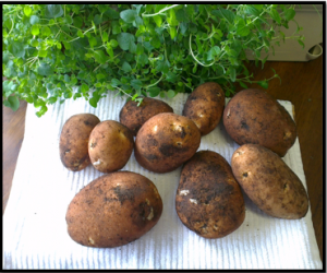 Taters 2014