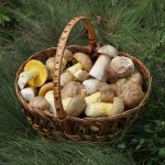 Basket of Edible Mushrooms
