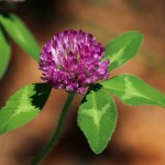 red-clover-flower-113867_1280