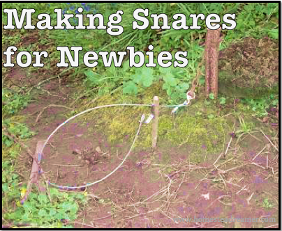 Making Snares for Newbies - Homestead Dreamer