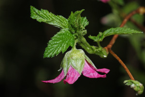 "Rubus spectabilis 1855" by Walter Siegmund (talk) - Own work. Licensed under CC BY-SA 3.0 via Wikimedia Commons