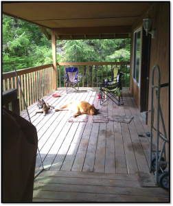 Pups on porch