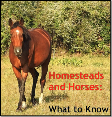 Homesteads and Horses: What to Know